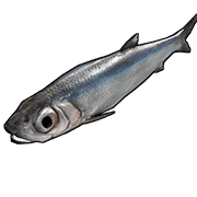 Anchovy